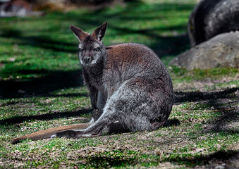 Bennett`s wallaby sitting on the lawn. Latin name - Macropus rufogriseus © Mikhail Blajenov