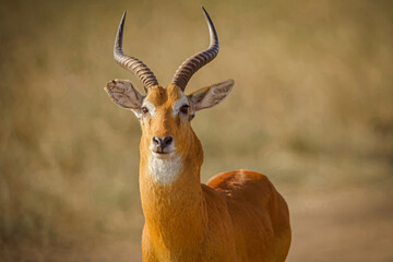 A Thomson's waterbuck (Kobus ellipsiprymnus thomasi) standing peacefully in the tall grass of the Ugandan savanna, surrounded by the natural beauty of the African wilderness on a sunny safari day. © zdenek