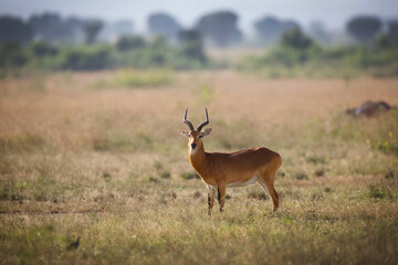 A Thomson's waterbuck (Kobus ellipsiprymnus thomasi) standing peacefully in the tall grass of the Ugandan savanna, surrounded by the natural beauty of the African wilderness on a sunny safari day. © zdenek