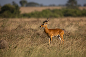 A Thomson's waterbuck (Kobus ellipsiprymnus thomasi) standing peacefully in the tall grass of the Ugandan savanna, surrounded by the natural beauty of the African wilderness on a sunny safari day. © zdenek