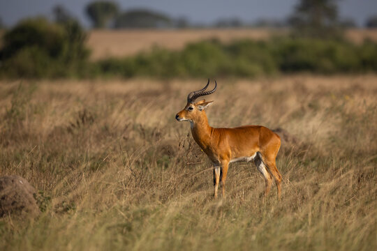 A Thomson's waterbuck (Kobus ellipsiprymnus thomasi) standing peacefully in the tall grass of the Ugandan savanna, surrounded by the natural beauty of the African wilderness on a sunny safari day.