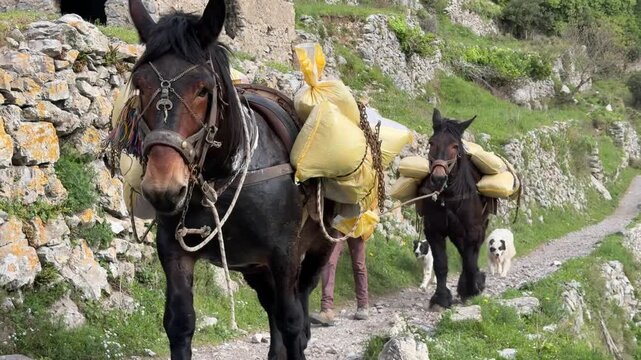 Mules (Horses) carrying loads on the Path of the Gods hiking trail, Amalfi Coast, Italy