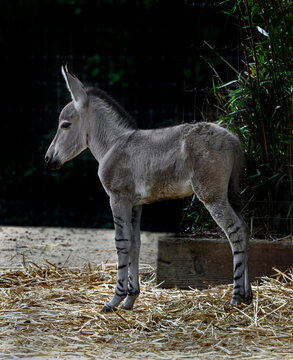 African wild donkey foal. Latin name - Equus africanus