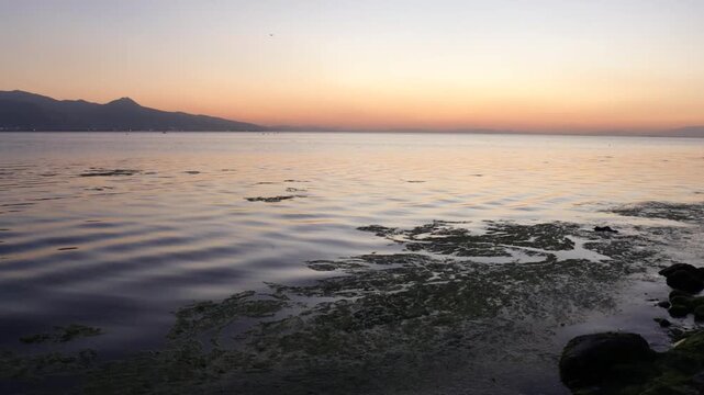 Sea Lettuce on the Rocky Shore after Sunset