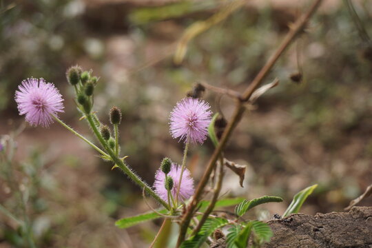 Close-up of pink fluffy sensitive plant flower (Mimosa pudica) blooming in nature.