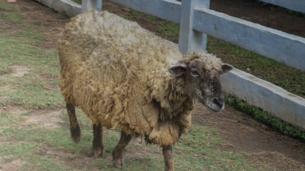 Domestic sheep with thick dirty wool fleece walking along a white wooden fence in a pasture © Agsetio