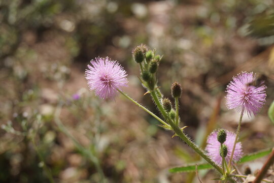 Close-up of pink fluffy sensitive plant flower (Mimosa pudica) blooming in nature.