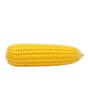 Fresh Shucked Ear of Sweet Yellow Corn
