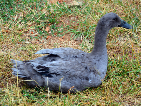 The greylag goose or graylag goose (Anser anser) is a species of large goose in the waterfowl family Anatidae and the type species of the genus Anser