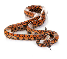 Obraz premium Rainbow boa in studio