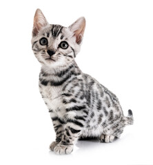 bengal kitten in studio © cynoclub