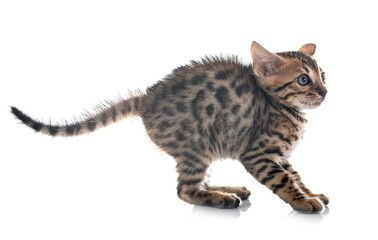 bengal kitten in studio © cynoclub