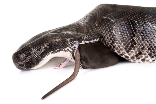 Python curtus in studio