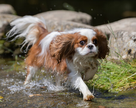 cavalier king charles