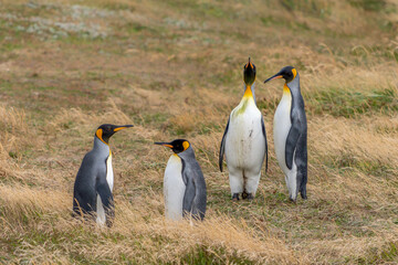 Obraz premium King Penguins (Aptenodytes patagonicus) Standing on Coastal Grassland Tierra del Fuego, Patagonia, Chili. 