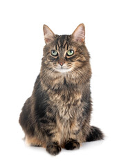 Fototapeta premium maine coon cat