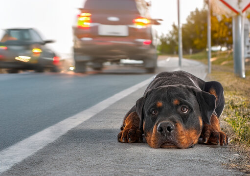 rottweiler abandonned in summer