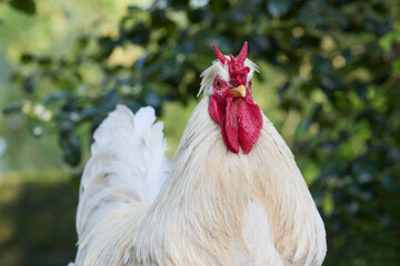A proud white rooster with a vibrant red comb and wattles standing outdoors against a soft, blurred green foliage background. © erwin