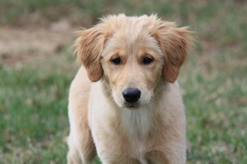 Obraz premium golden retriever puppy