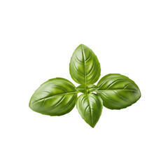 Fototapeta premium Fresh green basil leaves isolated on transparent background aromatic herb.