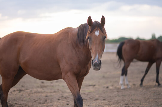 Bay horse standing in dry paddock looking forward