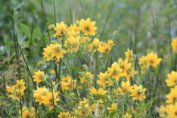 Fototapeta premium field of yellow flowers