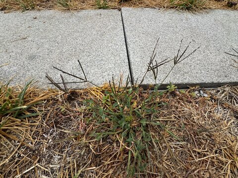 A close-up view of Goosegrass (Eleusine indica) with characteristic finger-like seed spikes growing resiliently beside concrete paving stones surrounded by dry grass on a bright day.