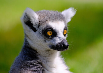 Fototapeta premium ring tailed lemur