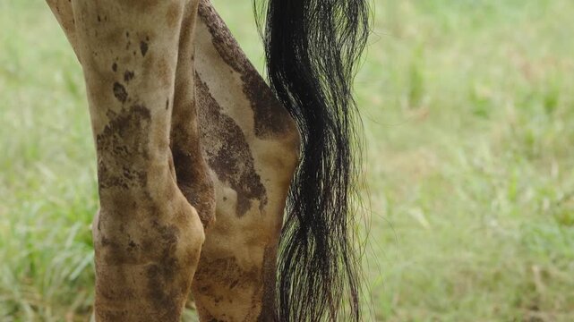 Giraffe Tail and Spotted Coat in Detailed Close Up