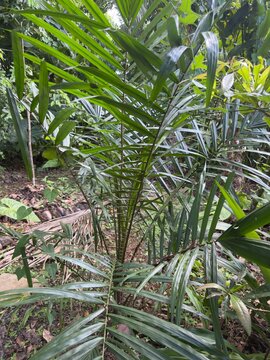  Young fishtail palm tree with lush green pinnate fronds growing in a natural tropical forest environment