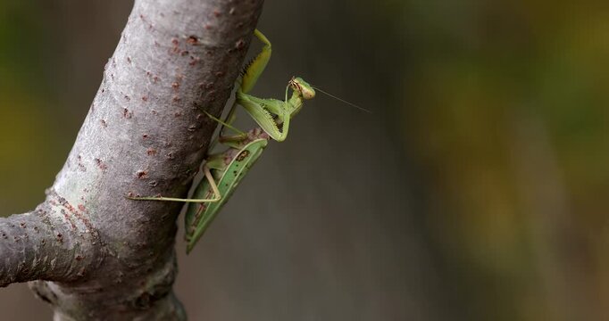 Close-up 4k movie of a European mantis (Mantis religiosa) photographed on a tree in sunset light. Praying mantis is an insect that belongs to the order of Mantodea.