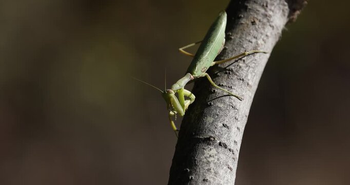 Close-up 4k movie of a European mantis (Mantis religiosa) photographed on a tree in sunset light. Praying mantis is an insect that belongs to the order of Mantodea.