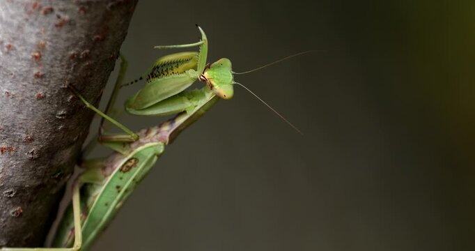 Close-up 4k movie of a European mantis (Mantis religiosa) photographed on a tree in sunset light. Praying mantis is an insect that belongs to the order of Mantodea.