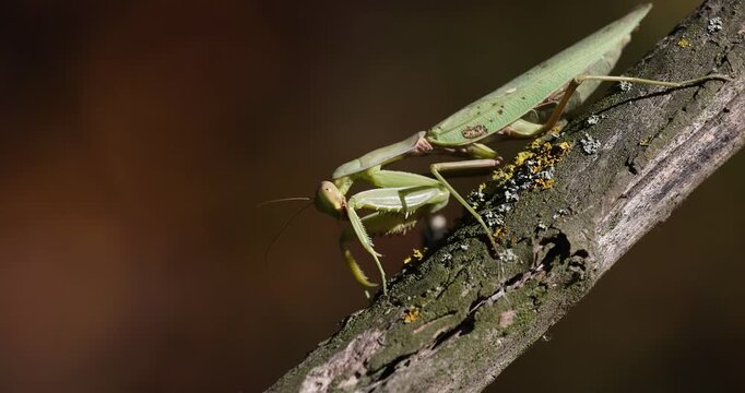 Close-up 4k movie of a European mantis (Mantis religiosa) photographed on a tree in sunset light. Praying mantis is an insect that belongs to the order of Mantodea.