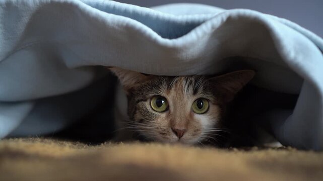 Small tabby cat is hiding under a blanket. Kitten is warming itself under a blanket. Life of a pet.