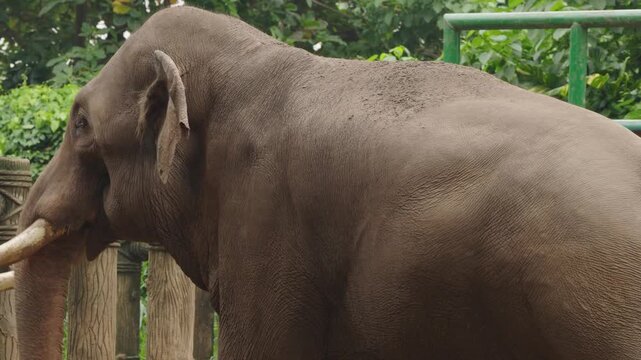 Asian Elephant Back and Wrinkled Skin in Close Up