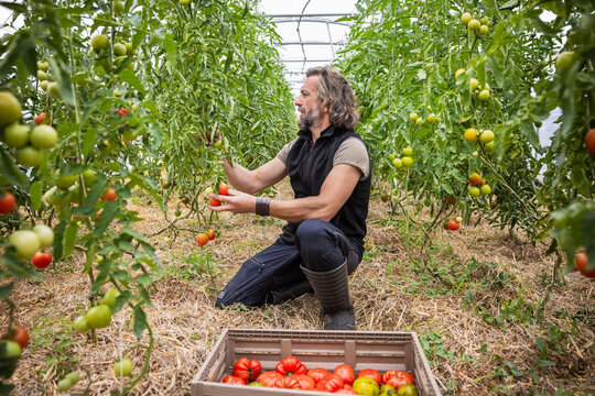 Mature Farmer Harvesting Organic Ripe Greenhouse Tomatoes
