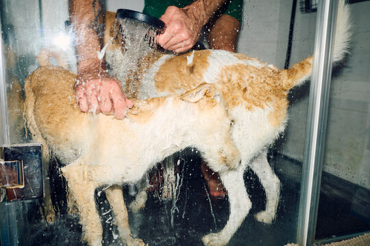 Dogs Getting Washed