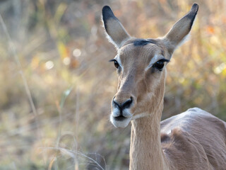portrait of a female impala © Dave The Mariner