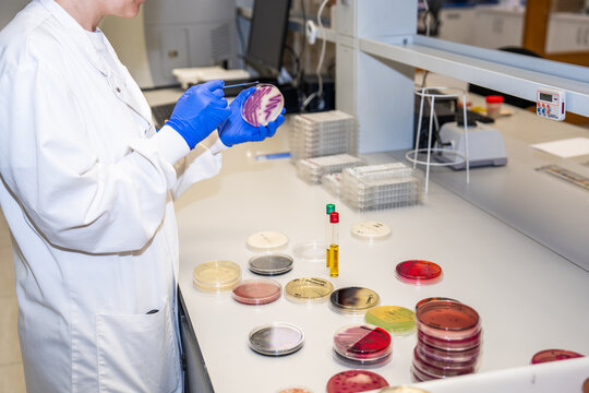 Scientist Works With Petri Dishes in a Laboratory Setting
