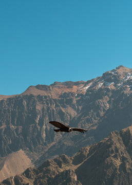 Andean Condor Flying Against Blue Sky