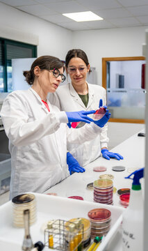 Researchers Examine Petri Dishes in Laboratory Setting