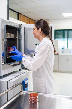 Scientist Placing Petri Dishes in Incubator in Laboratory