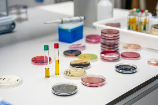 Science Lab With Test Tubes and Petri Dishes on the Table