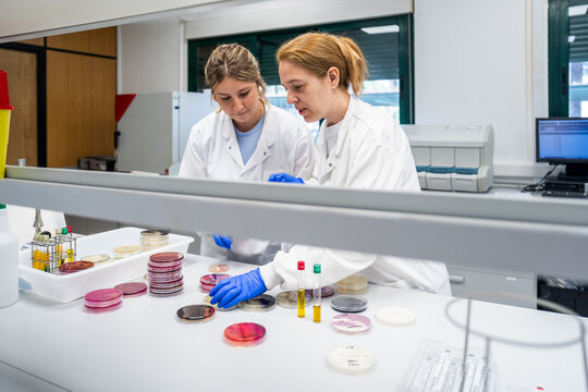 Scientists Work in a Lab Examining Petri Dishes