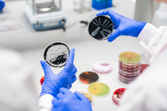 Scientist Conducts Research in Laboratory With Petri Dishes