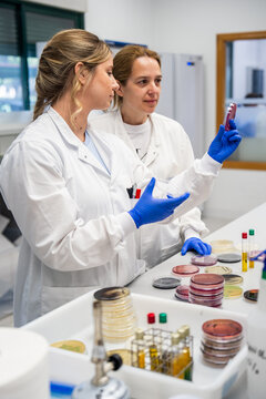 Scientists Examine Petri Dishes in a Laboratory