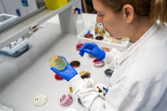 Scientist Working in Laboratory on Microbial Cultures
