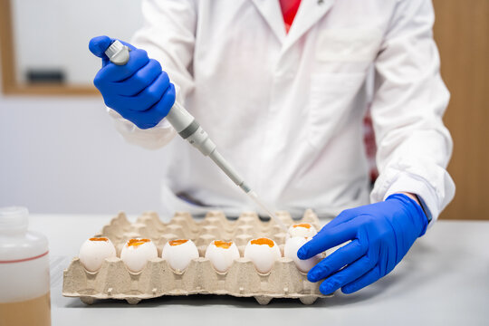 Person Using a Pipette on Eggs in a Laboratory Setting