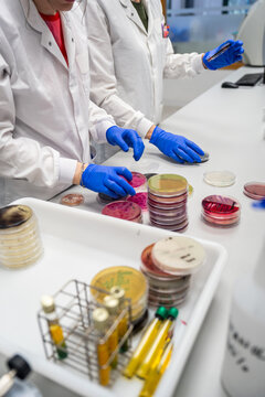 Scientists Working in a Laboratory With Petri Dishes and Samples